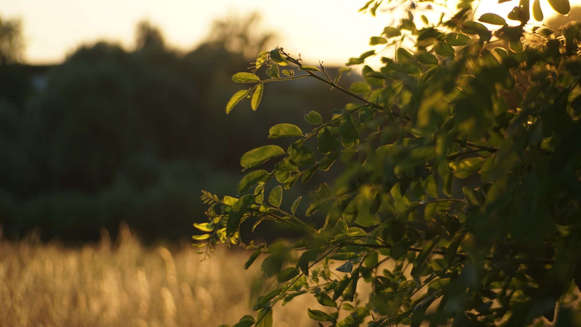 Glow. Summer.
